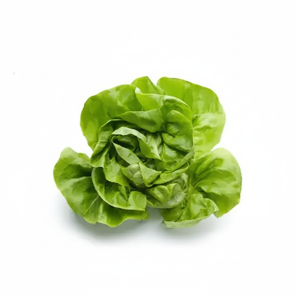 Kopfsalat grün Stück